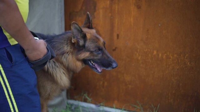 Highly trained Disaster Search Dog (DSD) teams training dogs to  response efforts to save lives in the face of terrorist attacks, earthquakes and floods . 