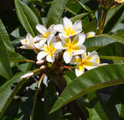 Fototapeta na wymiar Spectacular fragrant pure white scented blooms with yellow centers of exotic tropical frangipanni species plumeria plumeria flowering in summer adds fragrant charm to an urban street scape.