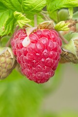 Close up of a cultivated red berry