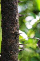 Fototapeta premium tree trunk in the forest