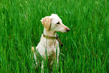 Obraz premium A dog is standing in the green grass. A large royal poodle is resting in the forest.
