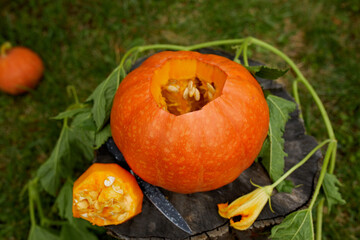 Pumpkin on stump in the wood, garden, outdoor, near knife, before carving for Halloween, Prepares Jack o'Lantern. Decoration for party, Top view, close up, View from above, copy space