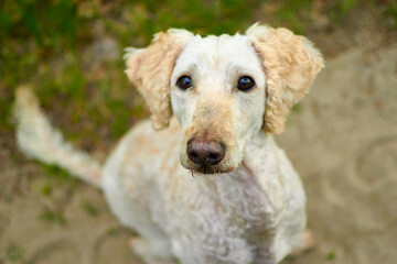 Portrait of a dog in nature. View from above. Big royal poodle trimmed.