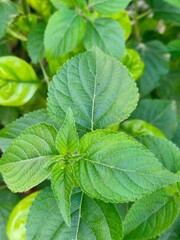 mint leaves on a green background