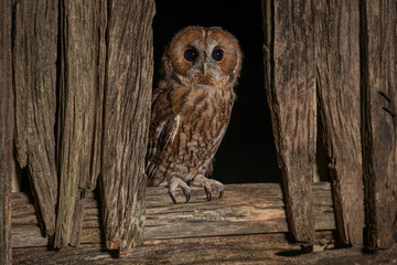 Tawny Owl (Strix aluco) at night, nocturnal hunter, United Kingdom. 
