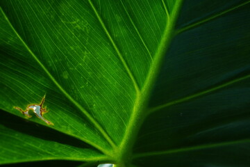 green Taro leaves close up. tropical summer plant