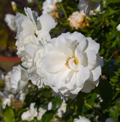 Stunningly magnificent romantic beautiful pure snow white Iceberg rose blooming in early spring adds fragrant charm to the garden with its decorative florabunda clustering habit .