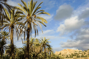 Obraz premium Tioute.Valle del Sous.Antiatlas.Marruecos.