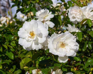 Stunningly magnificent romantic beautiful pure snow white Iceberg rose blooming in early spring adds fragrant charm to the garden with its decorative florabunda clustering habit .