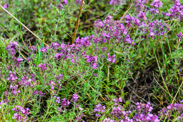Flowers of Thyme (Thymus) on a meadow