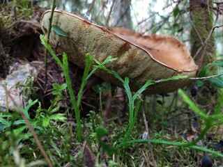 Old large mushroom mossy in the forest near the trunk