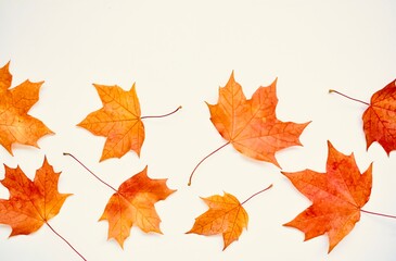 Autumn, colorful composition. Frame of autumn maple leaves on a white background. Flat lay, top view, copy space.