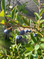 blueberries on a tree