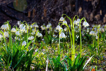 bunch of snowflake flowers on the forest glade. spring nature background on a sunny day