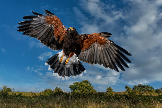 Male Harris Hawk landing above the camera, wings spread, blue sky