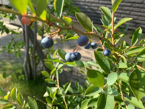 blueberries on a tree