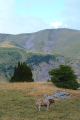 Imagen vertical de una vaca marrón en la montaña