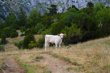 Obraz premium Vaca blanca en la montaña