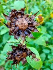 old sunflower in garden
