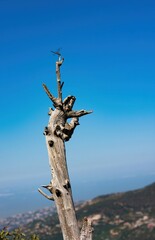 little dragonfly sitting on top of a dead tree branch