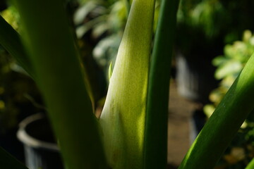 Obraz premium green Taro branch close up. tropical summer plant