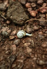 snail on the road
