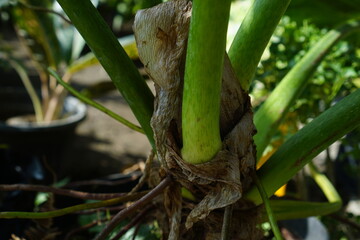 green Taro branch close up. tropical summer plant