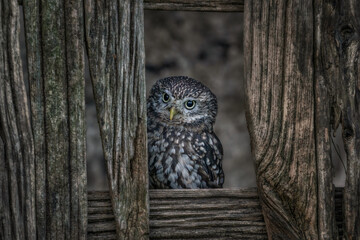 Little Owl (Athene noctua) in a bran window. Old rustic wood and a small owl. 