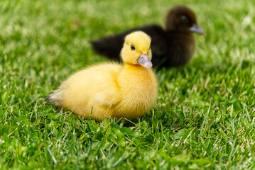 Small newborn ducklings walking on backyard on green grass. Yellow cute duckling running on meadow field on sunny day.