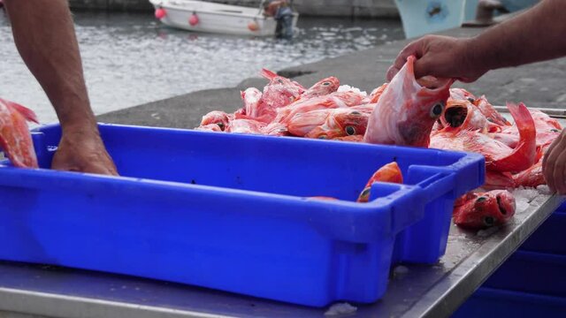 fish being loaded from boat by fishermen in harbor slow motion 4k