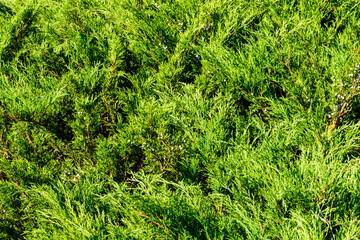 Background of the evergreen juniper bushes. Natural pattern