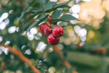 Red fruit on the tree