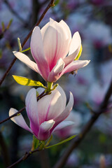Fototapeta premium blossom of the pink magnolia. beautiful nature background in evening light