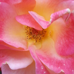 Fototapeta na wymiar Pink open rose