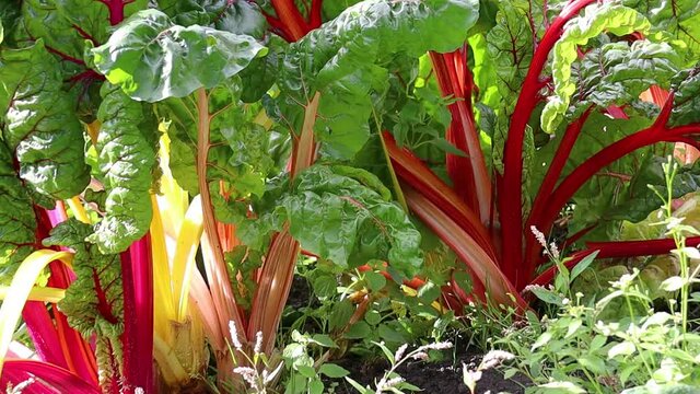 Colorful stemmed chard in the garden