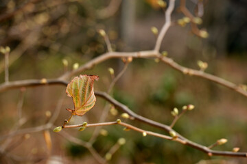 初冬の枯れたトサミズキの葉とつぼみ
