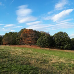 Obraz premium autumn forest view from the hill