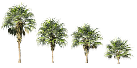 set of 3D chinese fan palm trees isolated on whitebackground