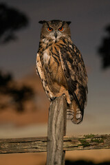 European Eagle Owl at sunset looking into camera
