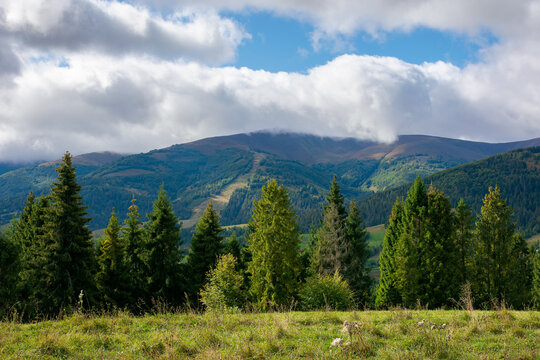 spruce trees on the meadow in mountains. dry and sunny september weather with clouds on thesky. borzhava ridge, ukraine