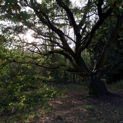 beautiful autumn tree