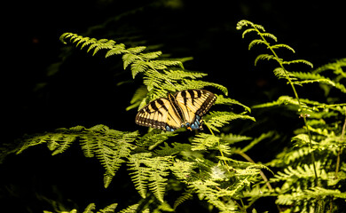 butterfly on a fern in the dark