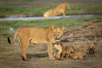 Naklejka na ściany i meble Female lioness and her cubs standing in short grass with another female in the background drinking water in Tanzania