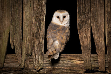 Barn Owl (Tyto alba) at night. Nocturnal hunting white owl. 