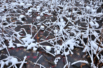 凍った池に紅葉の葉が見える冬の風景