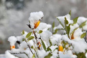 雪の積もったクチナシの果実と葉