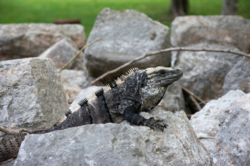 Iguana en ruinas Mayas, Uxmal México