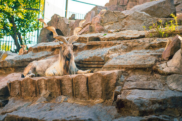 Goat or ram with twisted horns on a rocky terrain