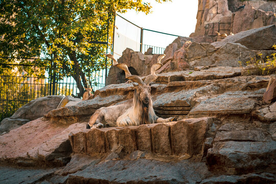 Goat or ram with twisted horns on a rocky terrain