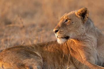 Portrait of a lioness lying down looking into the sun in late afternoon light in Kruger Park South Africa